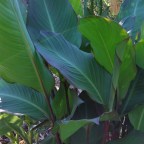 Canna musifolia from seeds