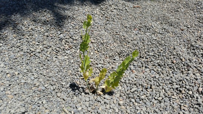 20150704_132900.jpg image