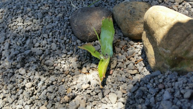 20150704_132918.jpg image