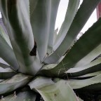 Amazing agaves… in Portland