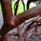Arctostaphyllos columbiana, the amazing evergreen.
