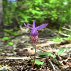 Nearly Wordless Wednesday – Calypso Orchid