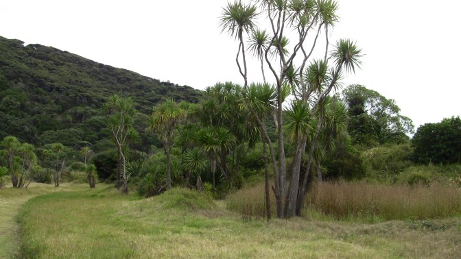 coastal cordyline