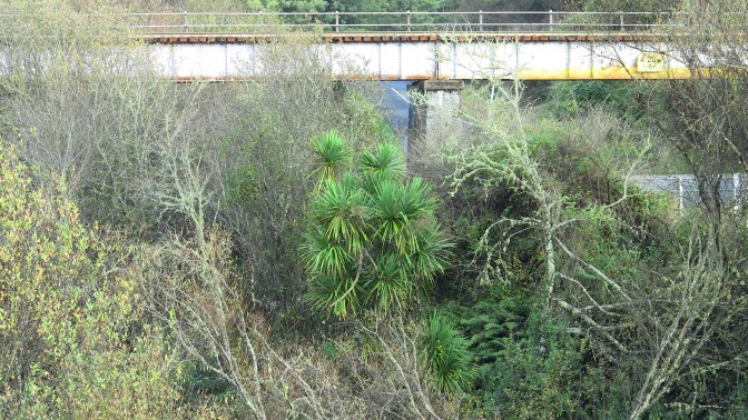 Cordyline australis in Kakahi