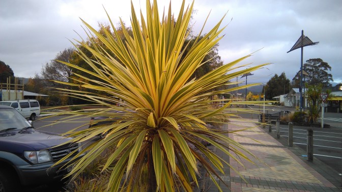 Cordyline in Ohakune