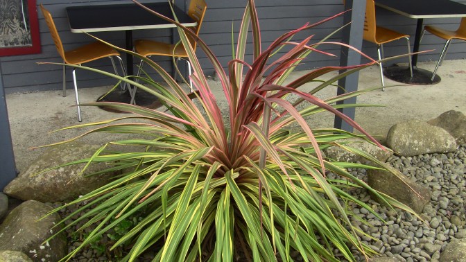 Cordyline in Otorohanga