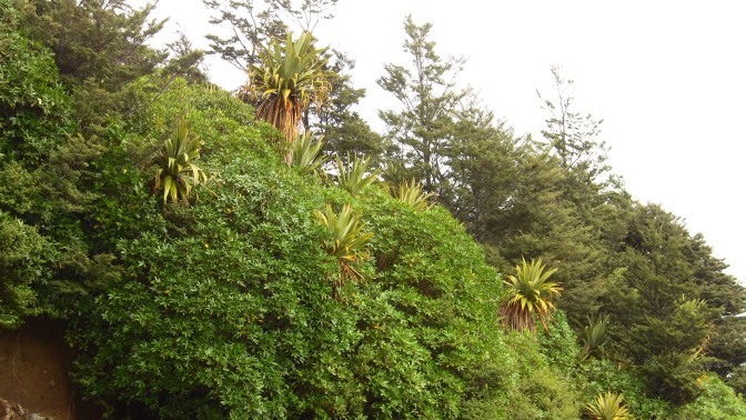 cordyline indivisa en masse