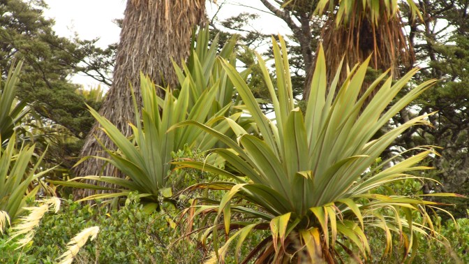 cordyline indivisa up close