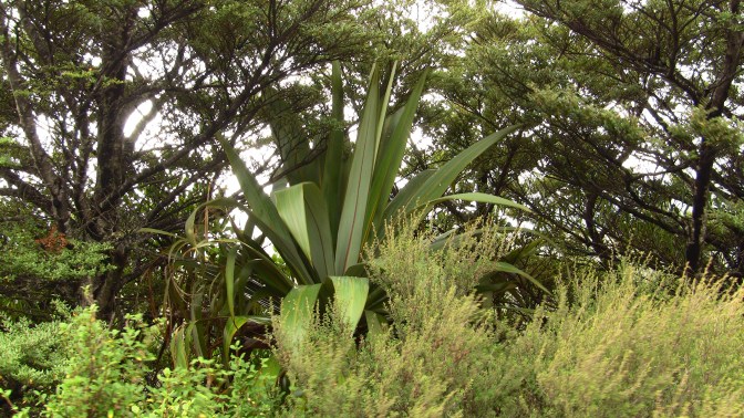 cordyline indivisa