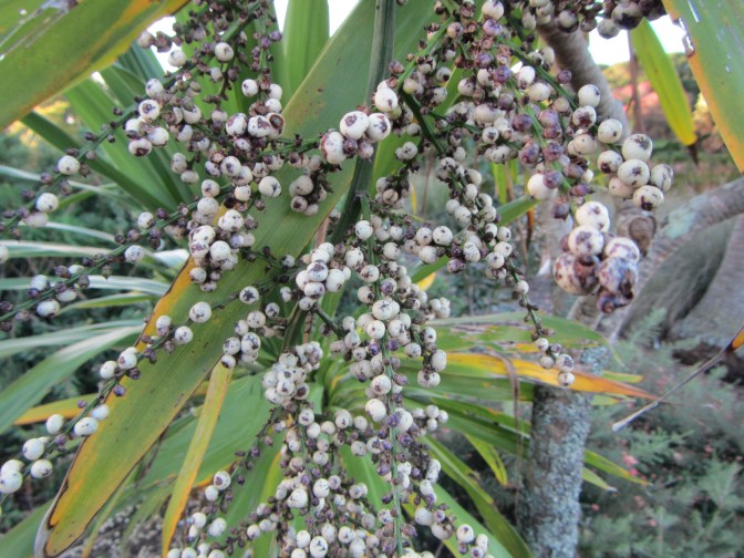 Cordyline obtecta seeds