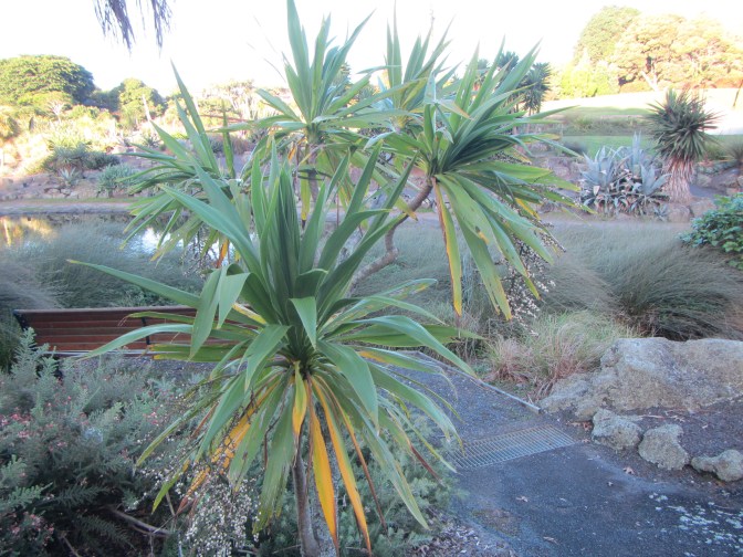 Cordyline obtecta