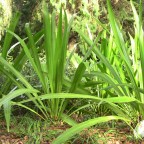 Doryanthes palmeri, Australia’s version of flax