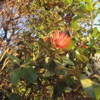 When a plant is happy, it shows