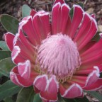 Proteas in New Zealand