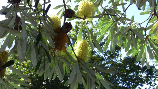 Banksia integrifolia