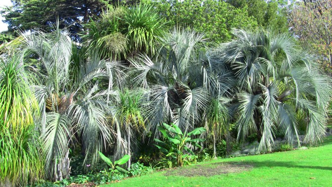 Brahea armata lineup