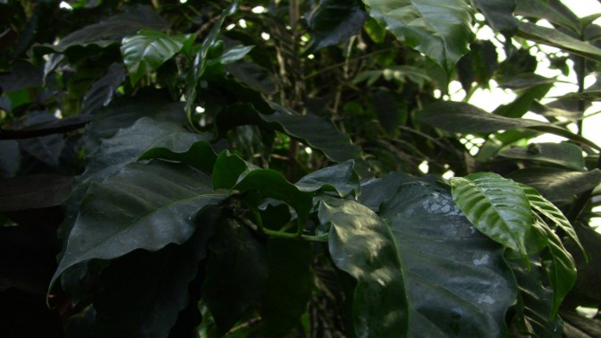 coffea arabica closeup