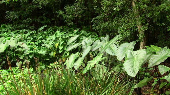 colocasia and bog