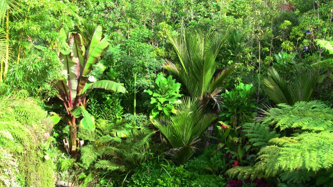 cyathea cooperi and ensete maurelli and nikau palm