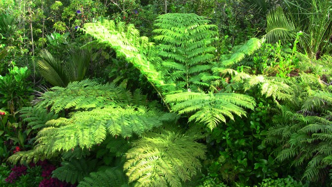 cyathea cooperi