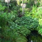 Big Leaf Appreciation Day