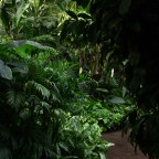 Hamilton Gardens Greenhouse; The Jungle