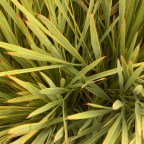 Aciphylla, New Zealand’s Spaniards