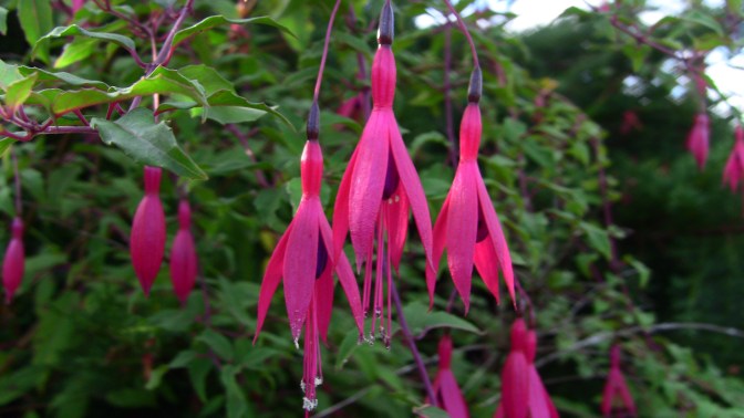 kotukutuku tree fuchsia