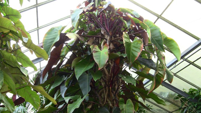 philodendron burgundy