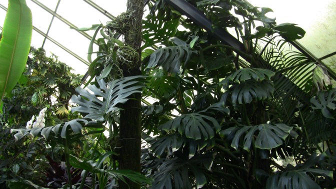 philodendron monstera
