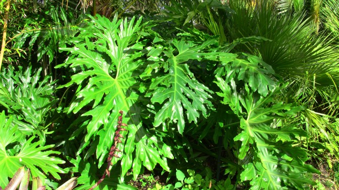 philodendron selloum