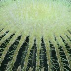 Christchurch Botanic Garden; the cactus house