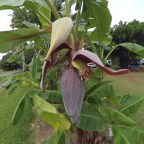 The Weather Is Better… in Daintree