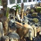 Dunedin Botanic Garden; the cactus house