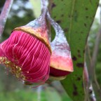 Winter colors, a little early