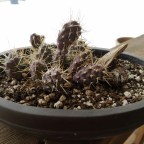 Cactus of the week – Opuntia fragilis