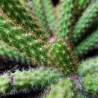 Plant of the week: Disocactus flagelliformis