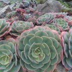 The dry rock wall, in the rain