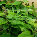 Maybe I planted too early (again)