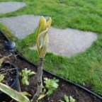 Bigleaf Magnolia opens up