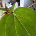 What big leaves you have, Medinilla ‘Kinabalu’