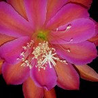 Epiphyllum ‘Fantasie’… aka Hank