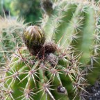 Echinopsis grandiflora is happy