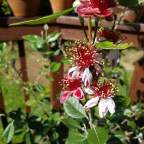 Memorial Day surprises!