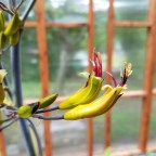 Things are growing in the greenhouse