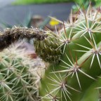 Echinopsis grandiflora fruit!