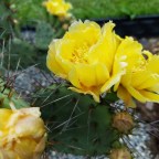 It’s almost summer, and the cactus are blooming