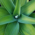 The homeless garden is now the potted garden