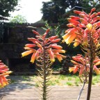 Potted plants that love the heat