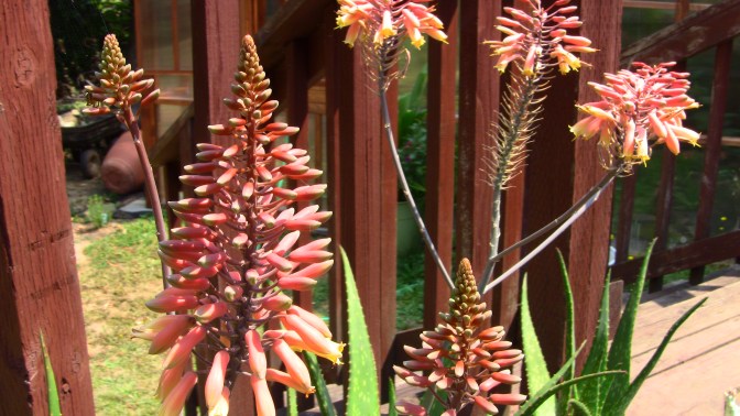 aloe rooikappie
